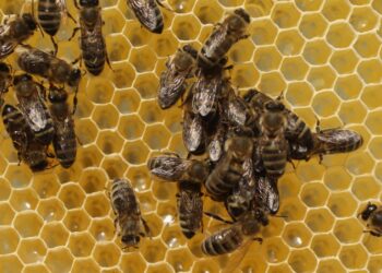 মৌমাছির তাণ্ডব, নাজেহাল সোনাবাড়িঘাটবাসী