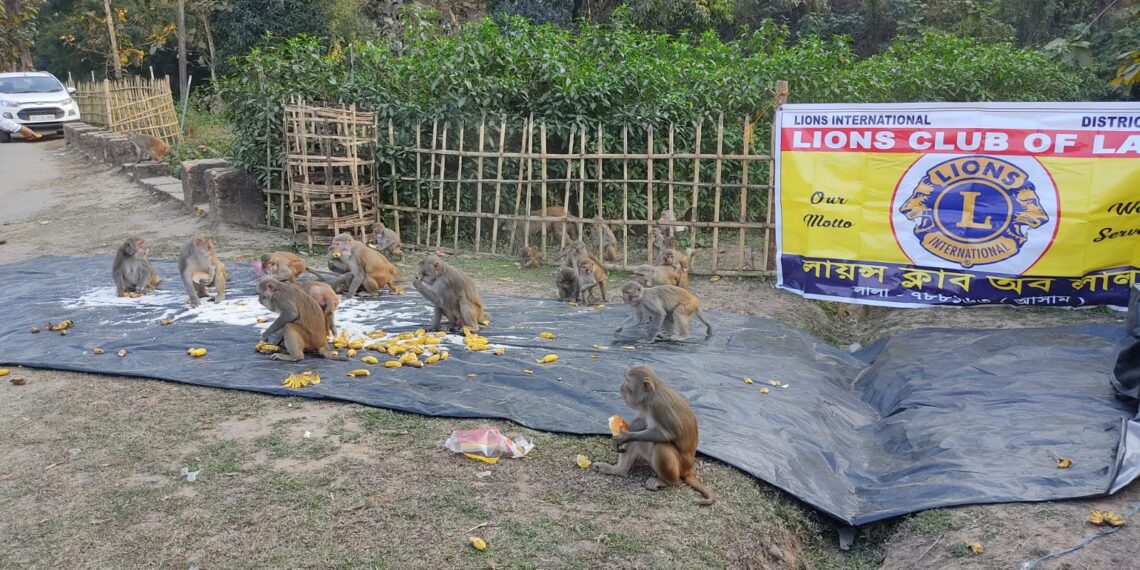আয়নাখাল চা-বাগানে বাঁদরদের মধ্যে খাবার বিতরণ লায়ন্স ক্লাবের