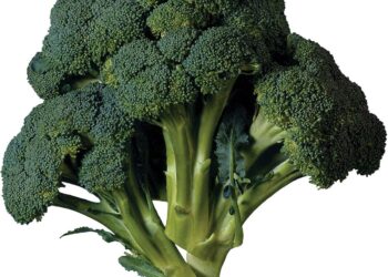 ব্রকলি  : কেন খাবেন, কেন খাবেন না