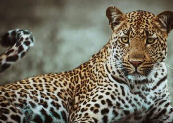 দক্ষিণ আফ্রিকা থেকে ভারতে আসবে আরও ১০০ চিতা