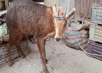 পানগ্রামে ধরা পড়ল হরিণ, চাঞ্চল্য