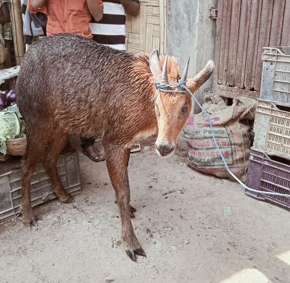 পানগ্রামে ধরা পড়ল হরিণ, চাঞ্চল্য