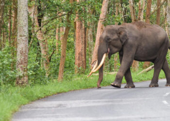 ঝাড়খণ্ডে দু’দিনে হাতির হামলায় ৮ জনের মৃত্যু