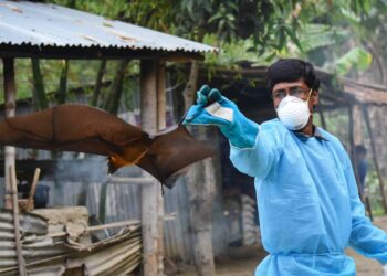 বাংলাদেশে বাড়ছে নিপা ভাইরাস