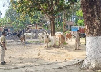 বরাকে কালো কারবারের নয়া অধ্যায় বার্মিজ গরু