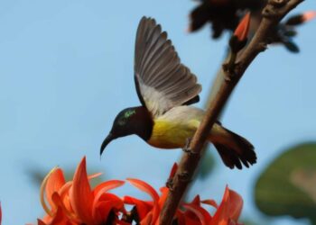 রবিবারের বিশেষ