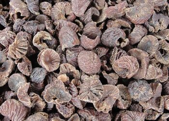 মিজোরাম থেকে শিলচরে পাচারের পথে  আটক বার্মিজ সুপারি সহ লরি