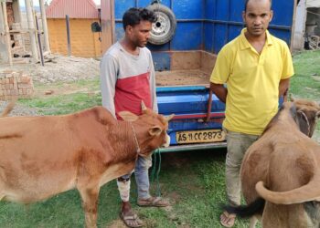 পালংঘাটে গরু সহ ধৃত চোর