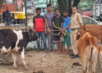 শিলচরে ধৃত চার গরুচোর