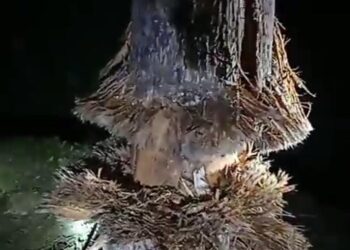 কচুদরমে বিস্ফোরণ, আতঙ্ক