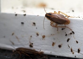 পোকামাকড় তাড়ানোর ঘরোয়া উপায়