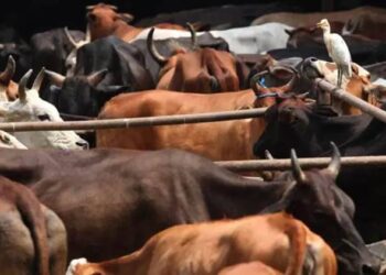 করিমগঞ্জে বিএসএফ-এর অভিযানে উদ্ধার ২৮টি গরু