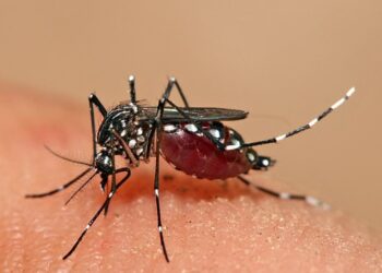 বিশ্বকাপ জ্বরের মাঝে শিলচরে ডেঙ্গুতে মৃত্যু, আতঙ্ক