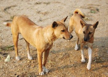 মিজোরামে পাচারের পথে শিলচরে উদ্ধার ১৪ টি কুকুর, আটক ৩ পাচারকারী