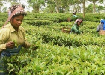 জলবায়ু পরিবর্তন ও বৃষ্টিপাতে ব্যাপক ক্ষতিগ্রস্ত অসমের চা উৎপাদন