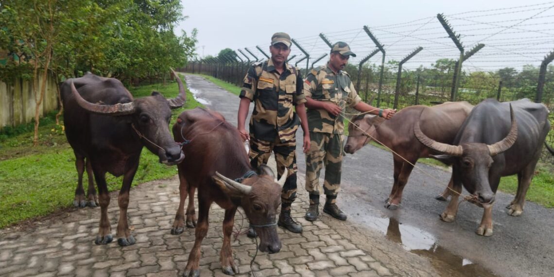 কাটিগড়ায় চলছে মহিষ-পুলিশ খেলা! নেপথ্যে বিশাল চক্র