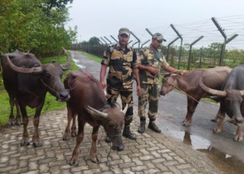 কাটিগড়ায় চলছে মহিষ-পুলিশ খেলা! নেপথ্যে বিশাল চক্র