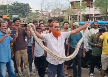 মেহেরপুর কাঁঠাল পয়েন্টে  ১০ ফুট লম্বা অজগর সাপ উদ্ধার