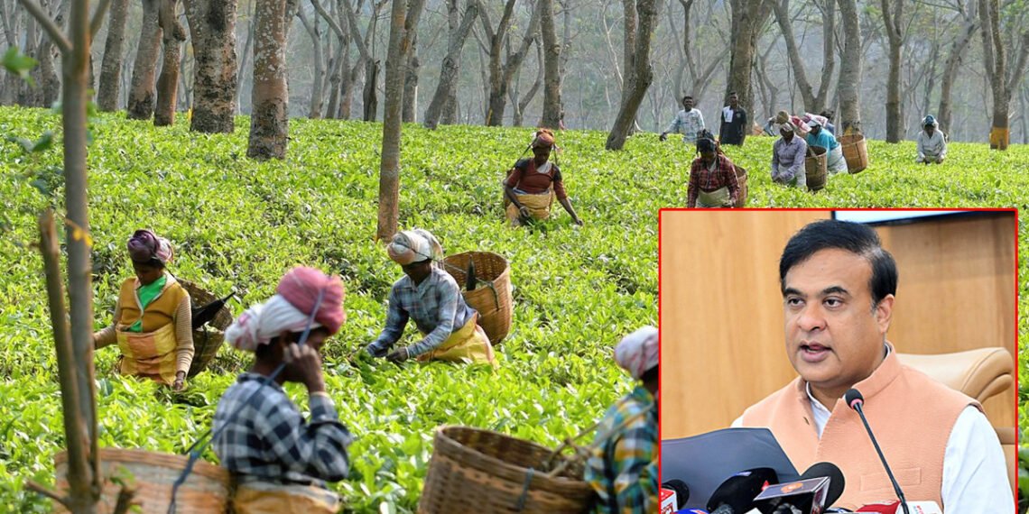 অসমে বাগান শ্রমিকদের মজুরি বাড়ছে, সিদ্ধান্ত মন্ত্রিসভার