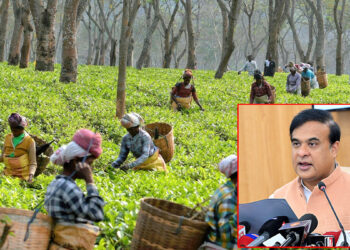 অসমে বাগান শ্রমিকদের মজুরি বাড়ছে, সিদ্ধান্ত মন্ত্রিসভার