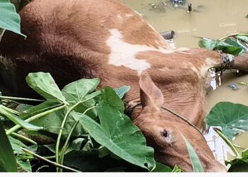 বিদ্যুৎ বিভাগের গাফিলতিতে বড়খলায় মৃত্যু গরুর