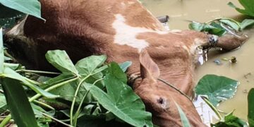 বিদ্যুৎ বিভাগের গাফিলতিতে বড়খলায় মৃত্যু গরুর